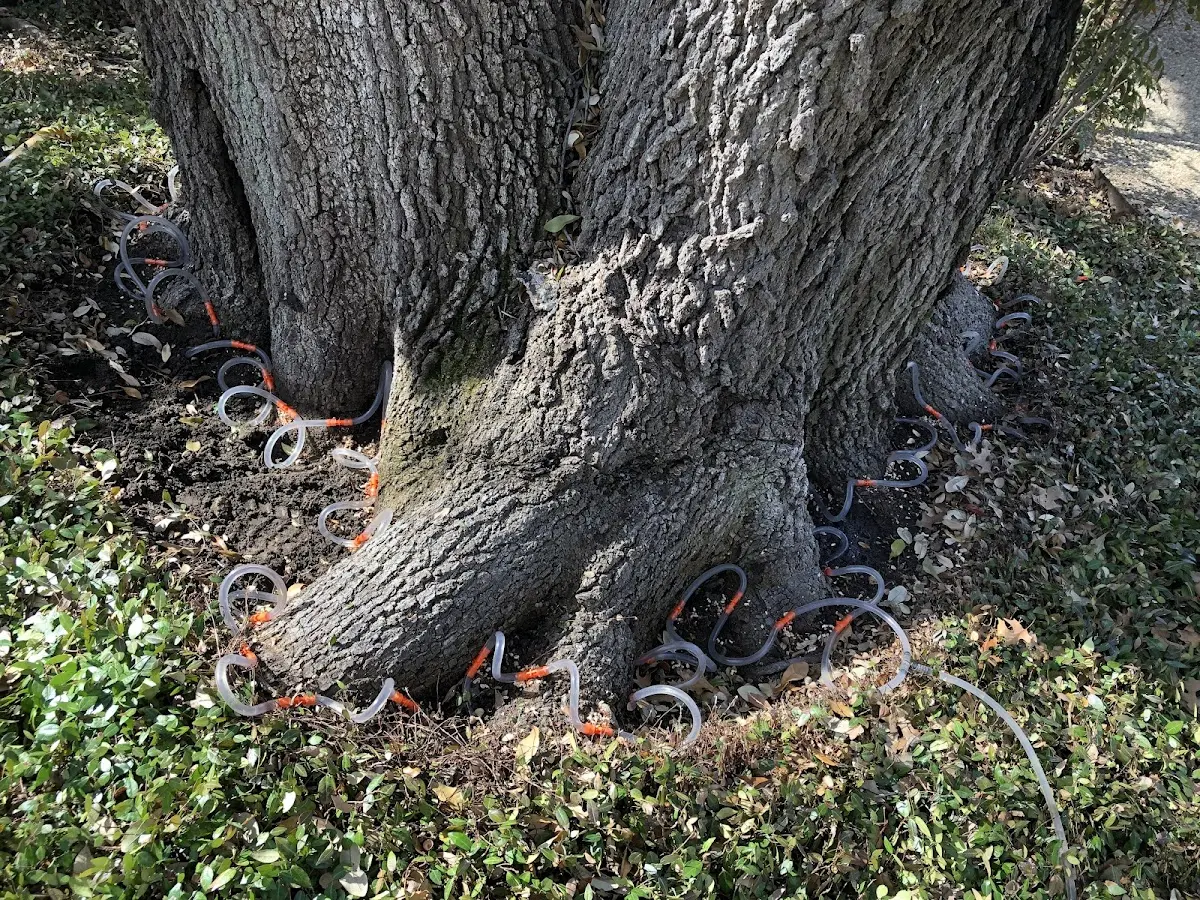 Detailed Tree Cabling and Bracing job site in Days Creek